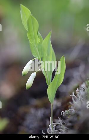 Polygonatum odoratum, commonly known as Angular Solomon's Seal or Scented Solomon’s-seal, wild poisonous plant from Finland Stock Photo