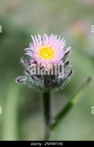 Erigeron acris, also called Erigeron acer, commonly known as Blue Fleabane or Bitter fleabane, wild flowering plant from Finland Stock Photo