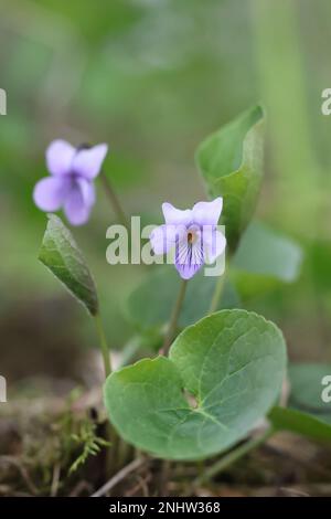 Viola epipsila, commonly known as Dwarf marsh violet or Northern marsh violet, wild spring flower from Finland Stock Photo