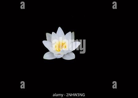 White waterlily, Nymphaea alba, also known as European white water lily or white nenuphar, wild aquatic flowering plant from Finlnad Stock Photo