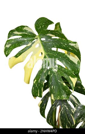 Sprinkled leaf of variegated tropical 'Monstera Deliciosa Thai Constellation' houseplant with fenestration on white background Stock Photo