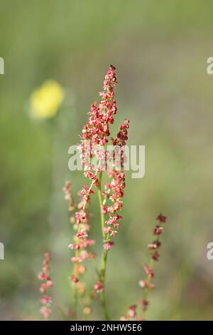 Sheep's Sorrel, Rumex acetosella, also known as  Field sorrel, Red sorrel or Sour weed, wild plant from Finöand Stock Photo