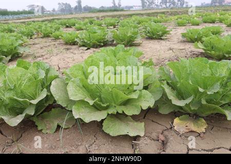 green colored Chinese Cabbage Plant on farm for harvest are cash crops Stock Photo