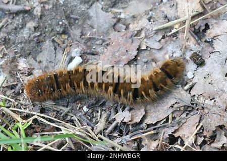 Caterpillar of northern oak eggar moth, Lasiocampa quercus Stock Photo