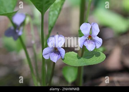 Wonder Violet, Viola mirabilis, wild spring flower from Finland Stock Photo