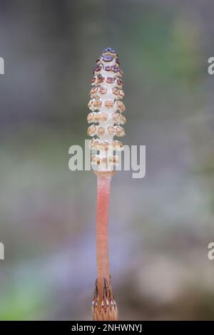 Equisetum arvense, known as the field horsetail or common horsetail, fertile spring stem growing in May in Finland Stock Photo