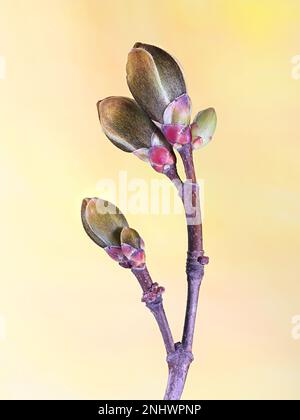 Leaf buds and flower buds of Maple tree, Acer platanoides Stock Photo