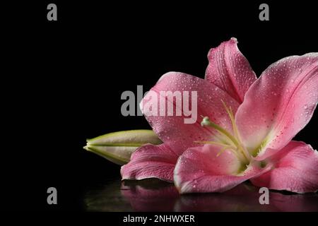 Beautiful pink lily flower with water drops on black background, closeup. Space for text Stock Photo