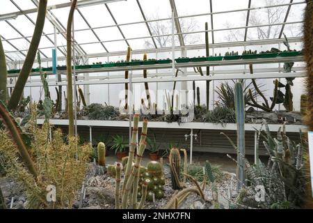 Greenhouse for succulent plants and cacti. Photo taken in low angle view. The side wall and the roof of the greenhouse are on the background. Stock Photo