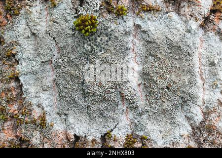 Lecanora allophana, also known as Lecanorea subfusca, commonly called brown-eyed rim lichen Stock Photo