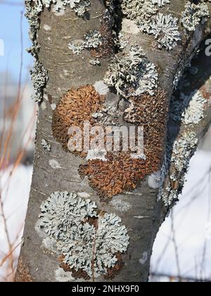Melanohalea olivacea, known as Spotted Camouflage Lichen, growing on European rowan in Finland Stock Photo