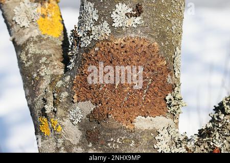 Melanohalea olivacea, known as Spotted Camouflage Lichen, growing on European rowan in Finland Stock Photo