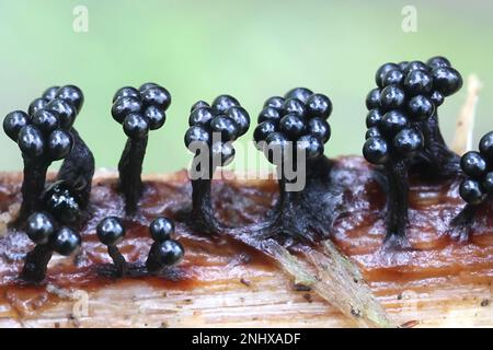 Metatrichia floriformis, a slime mold from Finland, no common Rnglish name Stock Photo