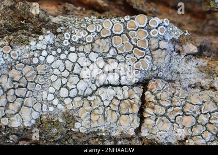 Lecanora chlarotera, known as brown rim-lichen, growing on Norway maple in Finland Stock Photo
