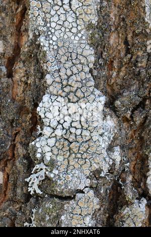 Lecanora chlarotera, known as brown rim-lichen, growing on Norway maple in Finland Stock Photo