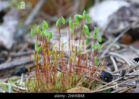 Sporangia of pohlia moss, Pohlia nutans Stock Photo