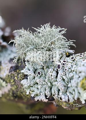 Usnea hirta, known as bristly beard lichen, and various other epiphytic lichens (monk's-hood lichen, hairy rosette lichen) Stock Photo