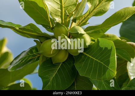 Terminalia catappa, Indian Almond Tree Stock Photo