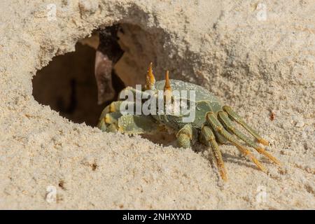 Horned Ghost Crab, Ocypode ceratophthalmus, Cosmoledo Atoll Stock Photo