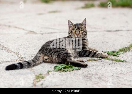 Domestic tabby cat lying down on the ground and watching. Stock Photo