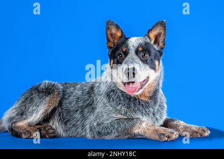 Little smiling puppy of blue heeler or australian cattle dog lying down on blue background Stock Photo