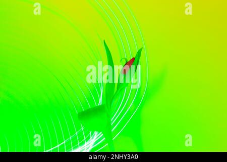 Tulip on background of neon green festive lighting. Stock Photo