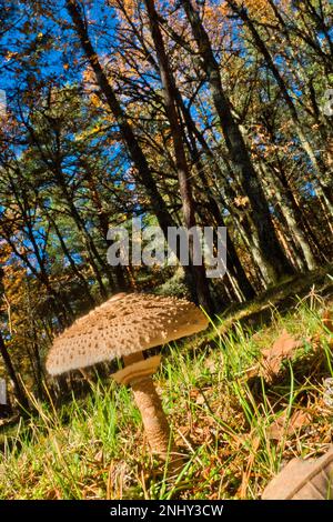Parasol Mushroom, Macrolepiota procera, Mushrooms, Sierra de Guadarrama National Park, Segovia, Castile Leon, Spain, Europe Stock Photo