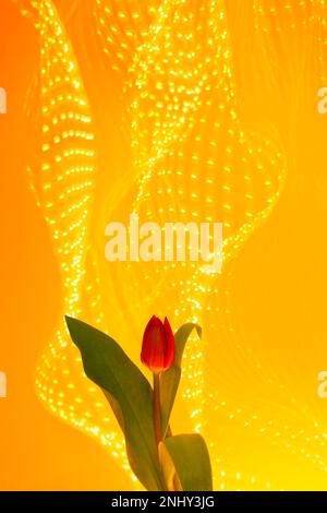 Tulip on background of neon yellow festive lights. Stock Photo