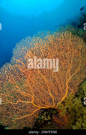 Sea Fan, Sea Whips, Gorgonian, Coral Reef, Red Sea, Egypt, Africa Stock Photo