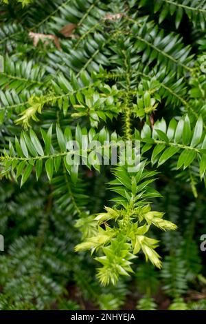Small prickly leaves on branch of Araucaria bidwillii, Bunya Pine, an Australian rainforest tree, which produces huge pine-cones. Queensland. Stock Photo