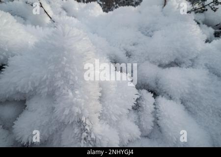 Harsh freezing hoar fog moisture makes water droplets turn directly from water to solid state like feathery beard coating surfaces sublimation process Stock Photo