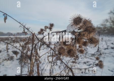 Drooping Greater Burdock seeds, burrs, with their hooks ready to attach to passing animals where they become snared ensuring seed dispersal far afield Stock Photo