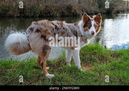 A tri coloured red merle border collie stood on a river bank, Surrey, UK. Stock Photo