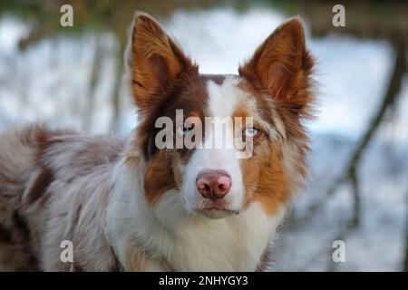 A tri coloured red merle border collie stood on a river bank, Surrey, UK. Stock Photo