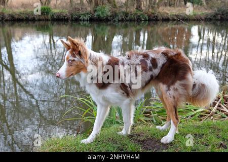 A tri coloured red merle border collie stood on a river bank, Surrey, UK. Stock Photo