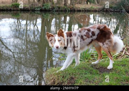 A tri coloured red merle border collie stood on a river bank, Surrey, UK. Stock Photo