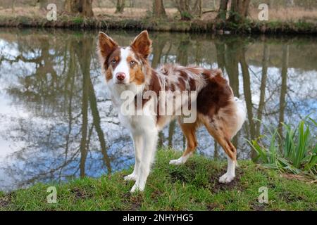 A tri coloured red merle border collie stood on a river bank, Surrey, UK. Stock Photo