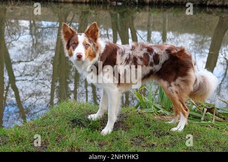 A tri coloured red merle border collie stood on a river bank, Surrey, UK. Stock Photo