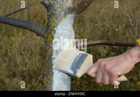 Gardener with paint brush whitewashing walnut tree trunk in white color. Stock Photo