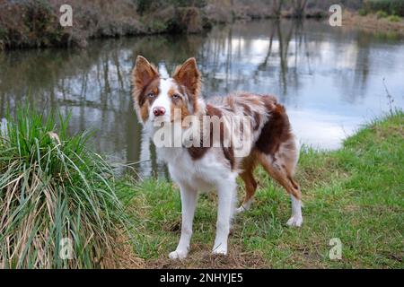 A tri coloured red merle border collie stood on a river bank, Surrey, UK. Stock Photo