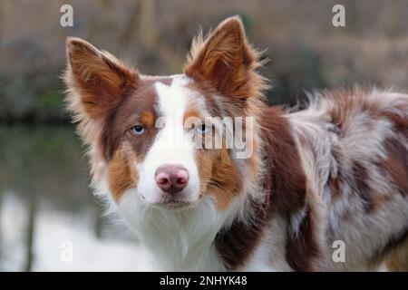 A tri coloured red merle border collie stood on a river bank, Surrey, UK. Stock Photo