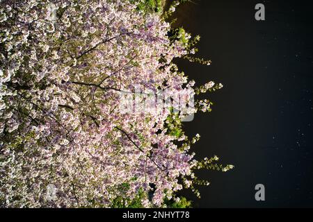 Aerial view of beautiful cherry blossoms in park. Drone photo of sakura ...