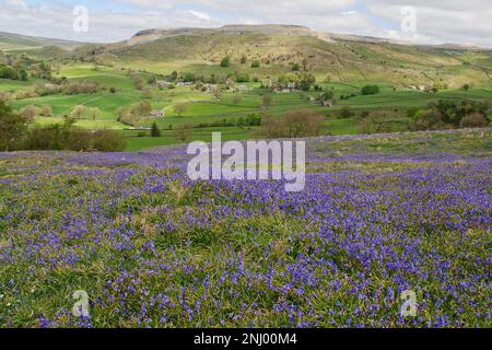 Wildflowers, (bluebells), near the village of Wharfe in the Yorkshire Dales National Park, North Yorkshire, Stock Photo