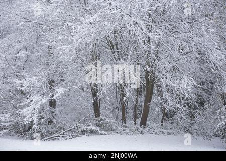 Severe wind blown snow blown onto trees coating exposed surface to north, branches sagging under weight of harsh blizzard Stock Photo