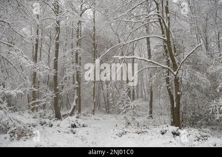 Severe wind blown snow blown onto trees coating exposed surface to north, branches sagging under weight of harsh blizzard Stock Photo