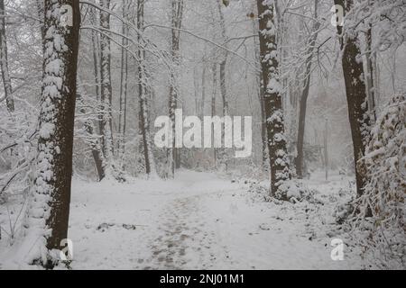 Severe wind blown snow blown onto trees coating exposed surface to north, branches sagging under weight of harsh blizzard Stock Photo