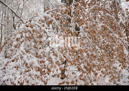 Severe wind blown snow blown onto trees coating exposed surface to north, branches sagging under weight of harsh blizzard Stock Photo