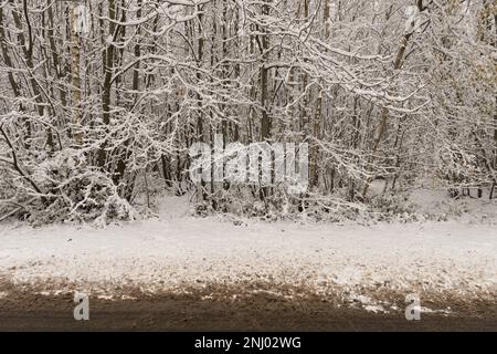 Severe wind blown snow blown onto trees coating exposed surface to north, branches sagging under weight of harsh blizzard Stock Photo