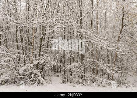 Severe wind blown snow blown onto trees coating exposed surface to north, branches sagging under weight of harsh blizzard Stock Photo