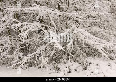 Severe wind blown snow blown onto trees coating exposed surface to north, branches sagging under weight of harsh blizzard Stock Photo